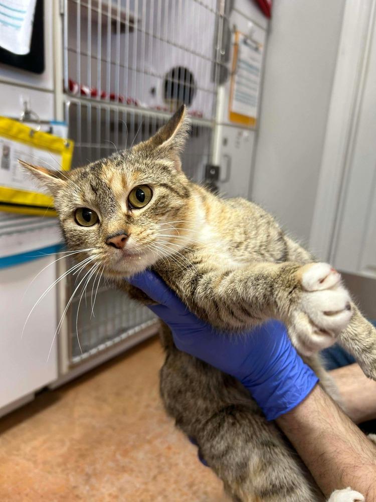 Pasta — thumbnail 4