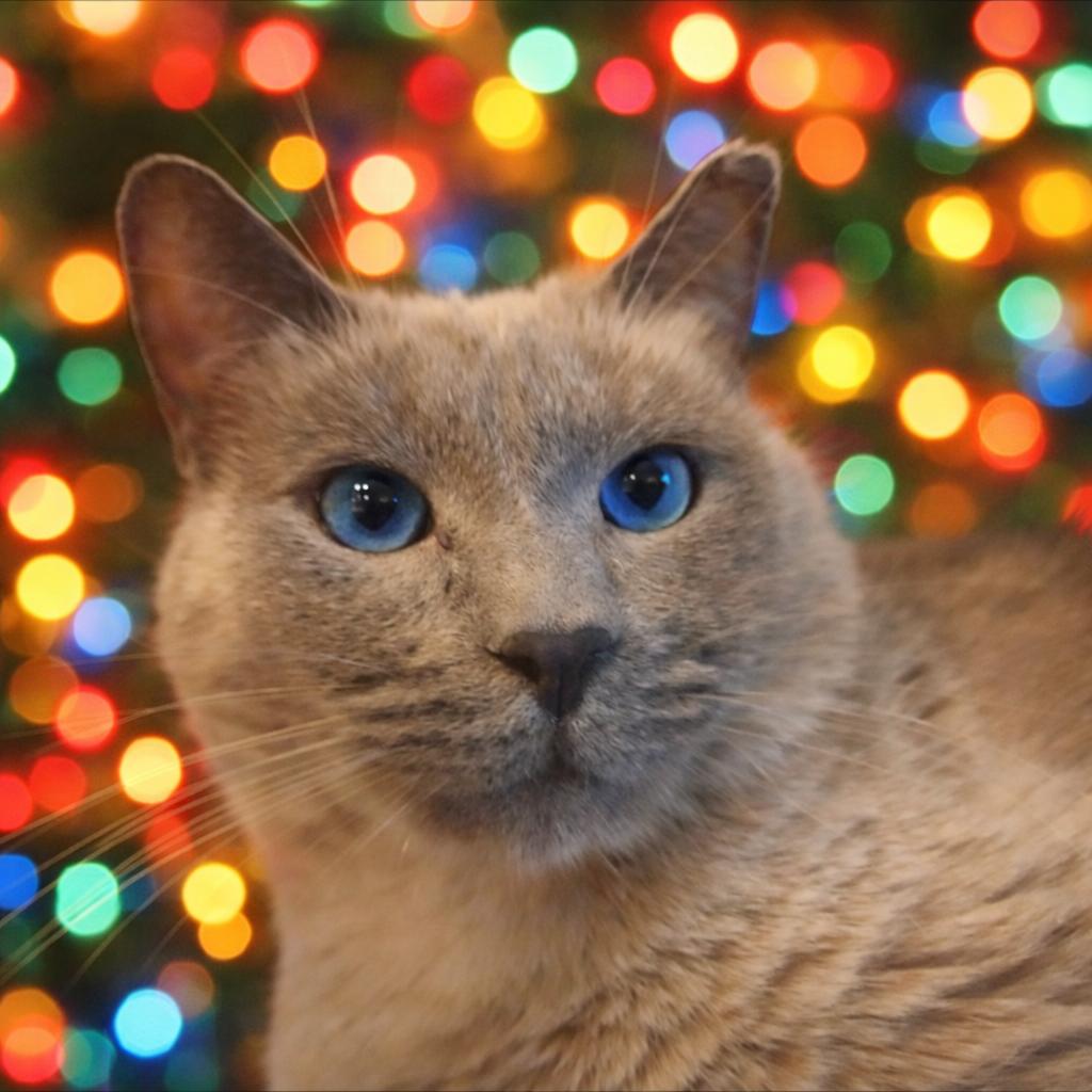 Siam (Taz), Adoptable, Adult Male Applehead Siamese & Balinese.