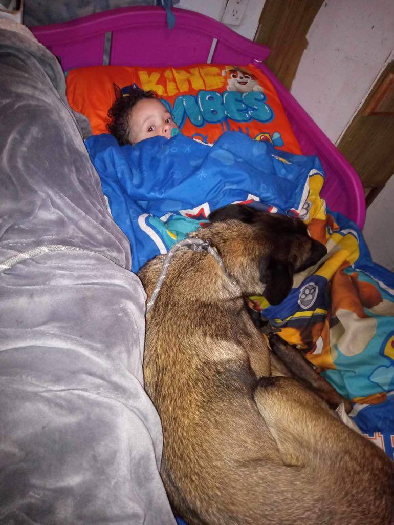 Mocha, Adoptable, Young Female Belgian Shepherd / Malinois.