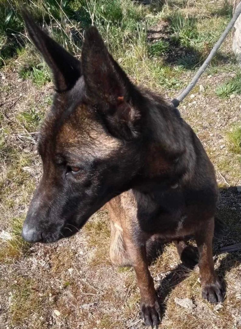 Mocha, a Adoptable Belgian Shepherd / Malinois in Agua Dulce, CA image 2/5