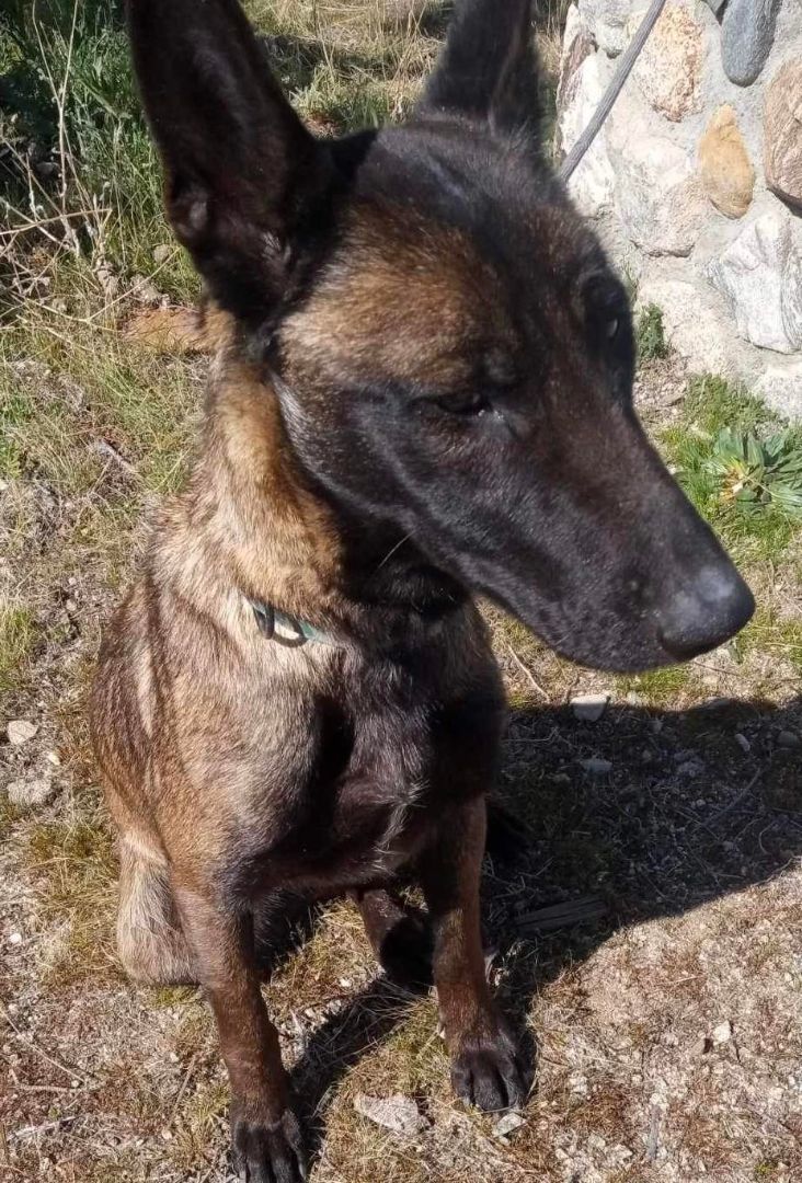 Mocha, a Adoptable Belgian Shepherd / Malinois in Agua Dulce, CA image 4/5