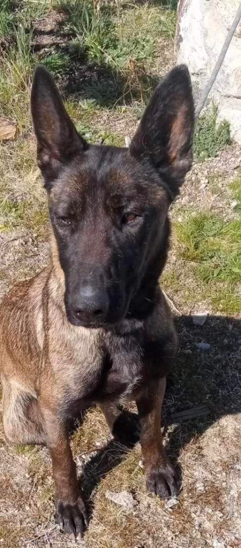 Mocha, a Adoptable Belgian Shepherd / Malinois in Agua Dulce, CA image 5/5