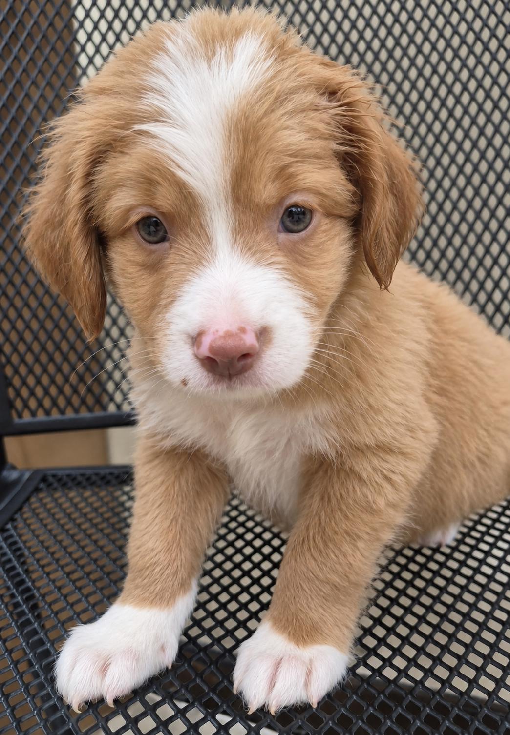 Benji - A Sweet Baby photo