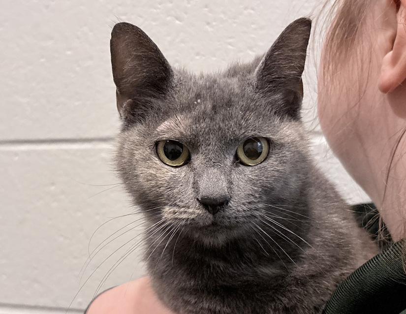 Enlarge Alice, a ADOPTABLE Domestic Short Hair in Columbus, IN image 2/2