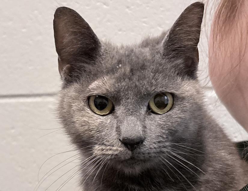 Enlarge Alice, a ADOPTABLE Domestic Short Hair in Columbus, IN image 1/2