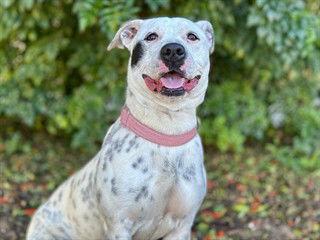 Enlarge LILY, a Adoptable mixed breed in Tavares, FL image 1/1