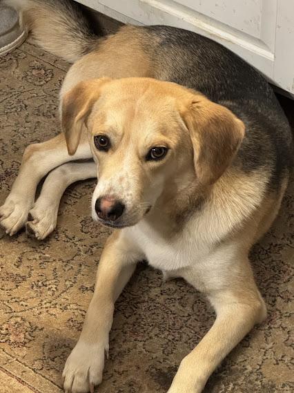 Enlarge Johnny, a Adopted mixed breed in Grandy, NC image 1/3