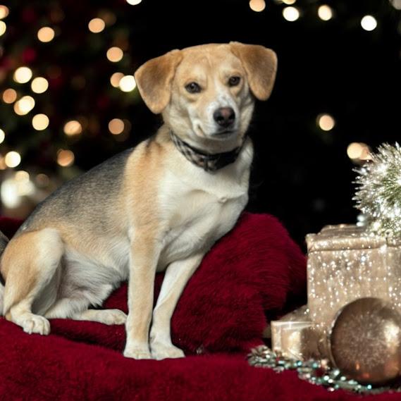 Enlarge Johnny, a Adopted mixed breed in Grandy, NC image 2/3