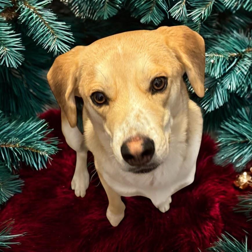 Enlarge Johnny, a Adopted mixed breed in Grandy, NC image 3/3