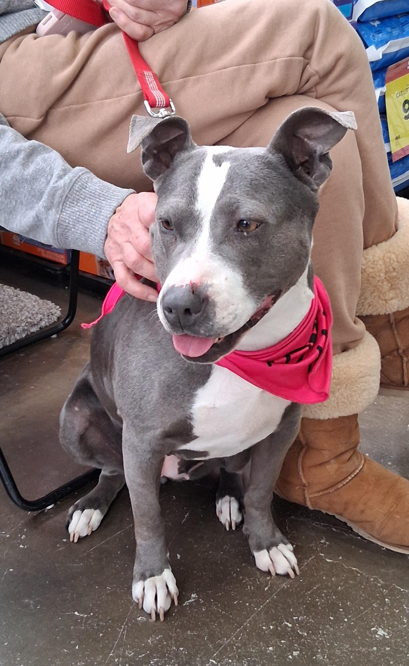 Enlarge Stella, an adoptable mixed breed in Elmhurst, IL image 4/5