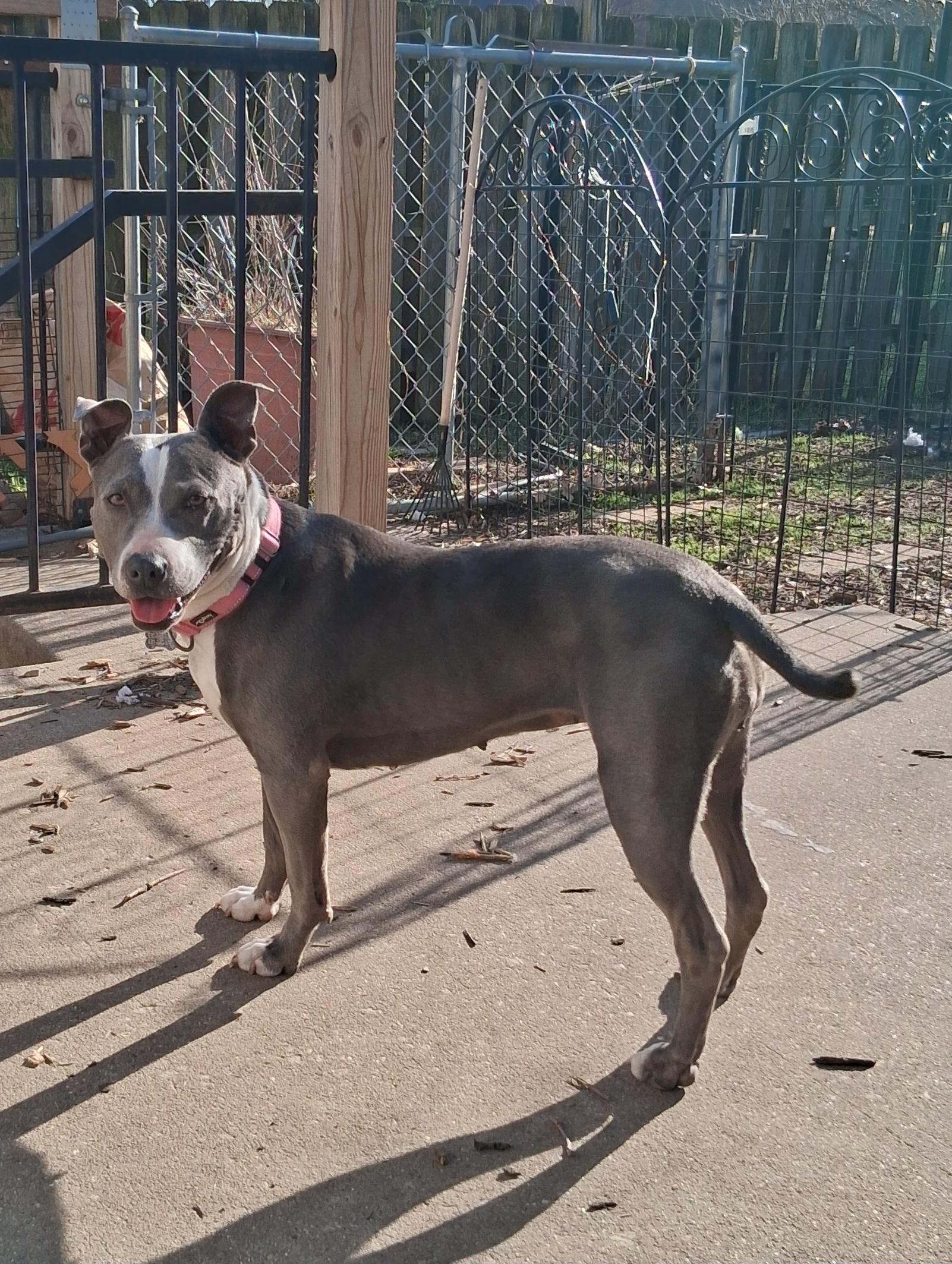 Enlarge Stella, an adoptable mixed breed in Elmhurst, IL image 2/6