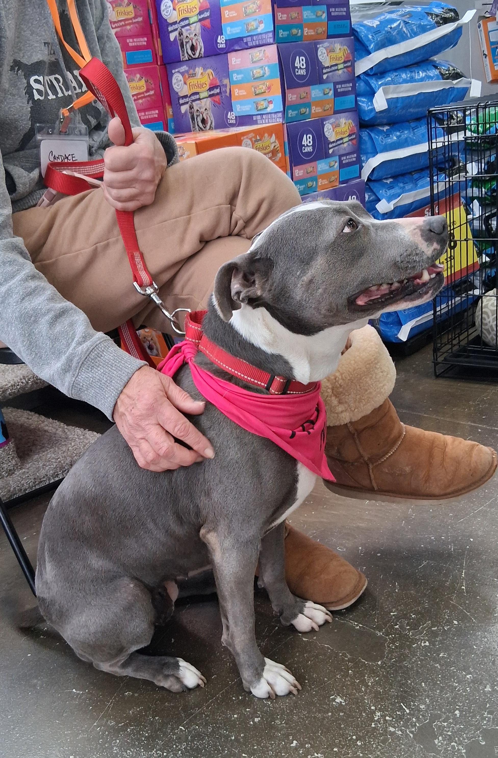 Enlarge Stella, an adoptable mixed breed in Elmhurst, IL image 2/5