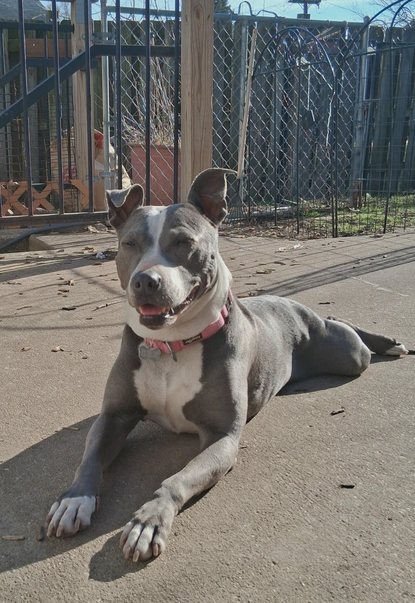 Stella, adoptable, Adult Female Mixed Breed.