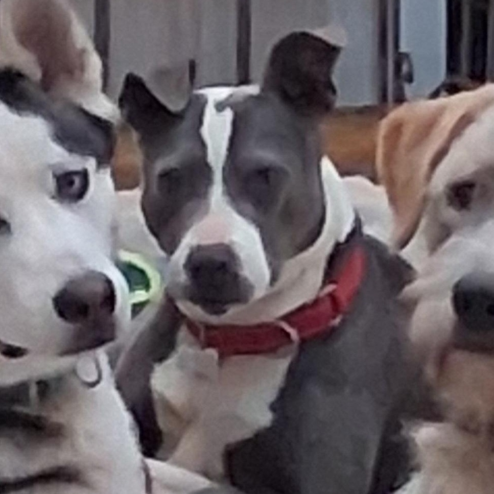 Stella, adoptable, Adult Female Mixed Breed.