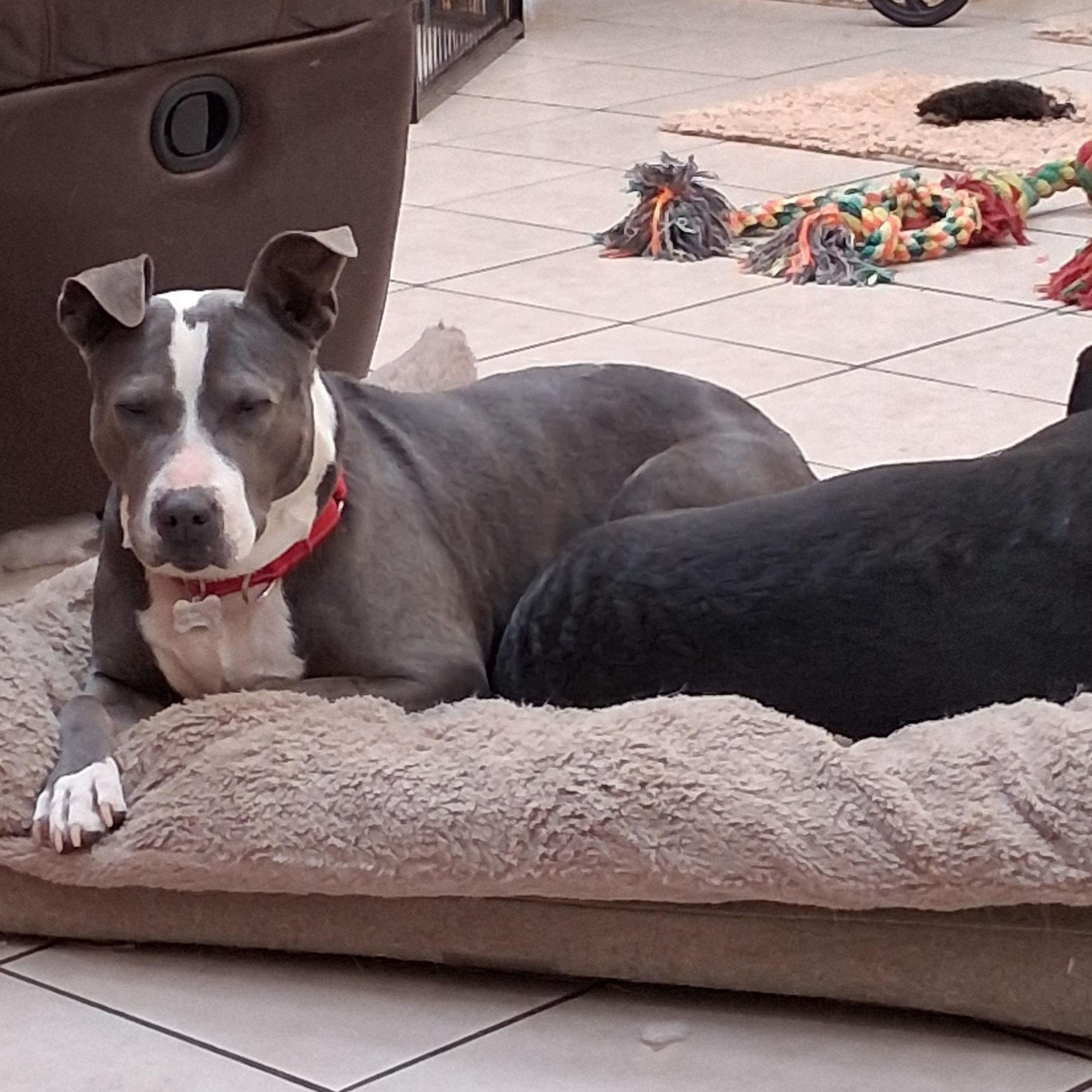 Enlarge Stella, an adoptable mixed breed in Elmhurst, IL image 5/5