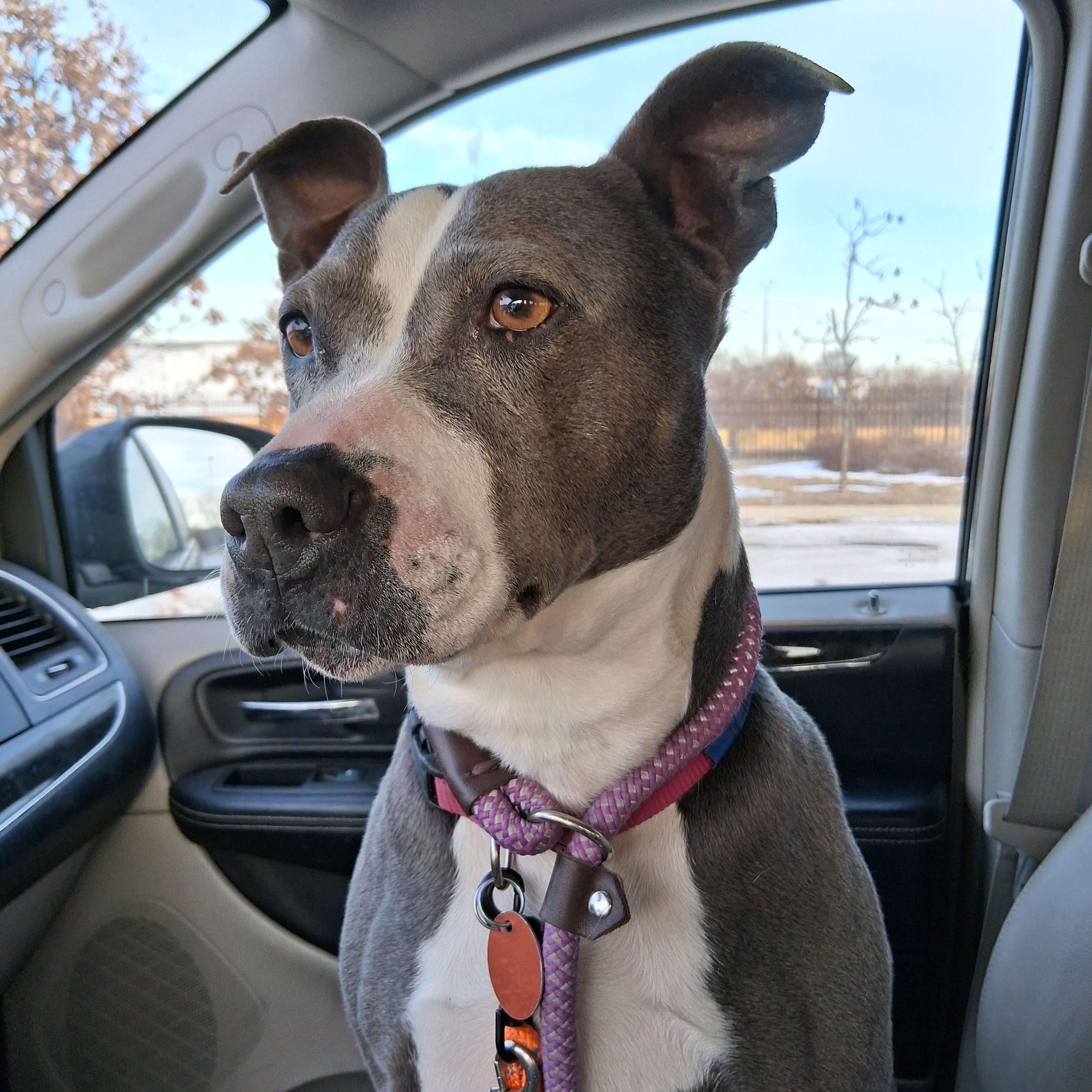 Enlarge Stella, an adoptable mixed breed in Elmhurst, IL image 3/5