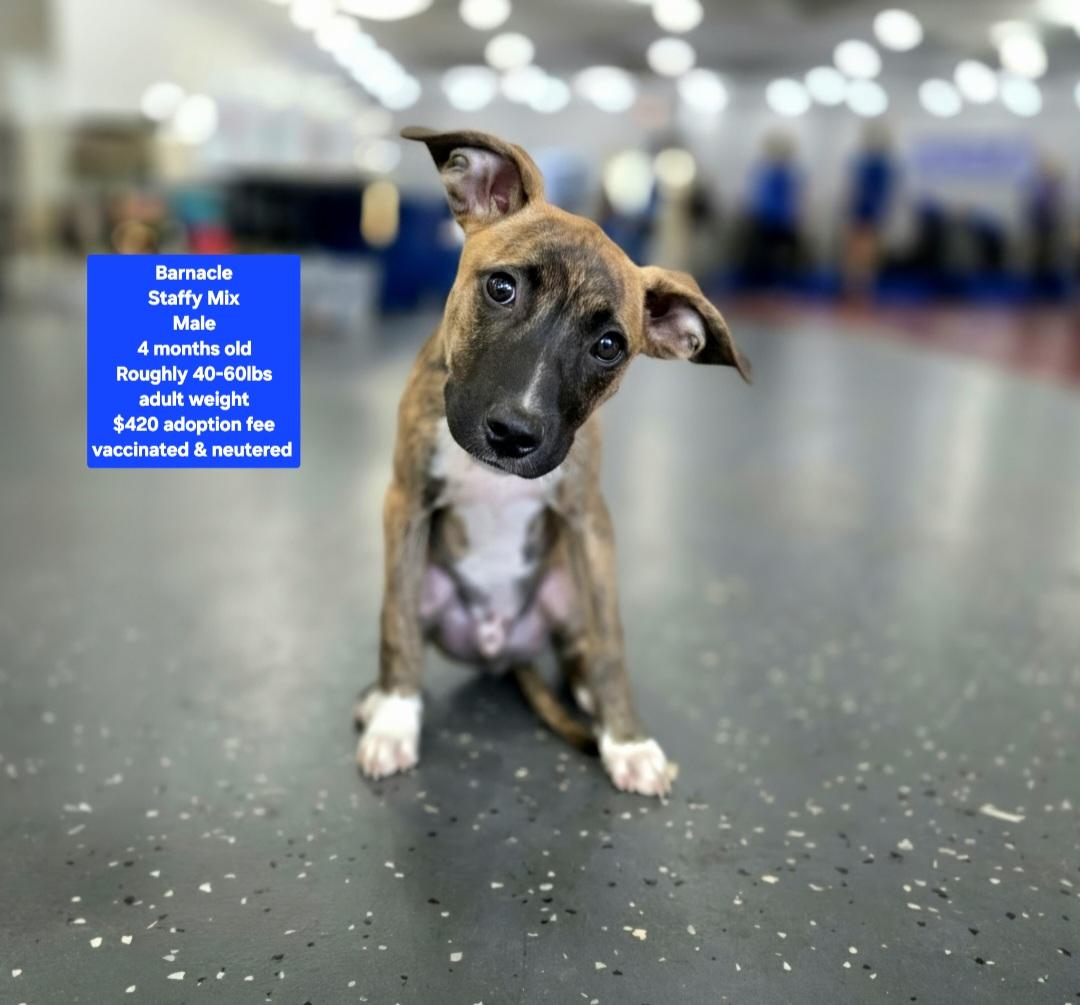 Barnacle, ADOPTABLE, Puppy Male Staffordshire Bull Terrier.