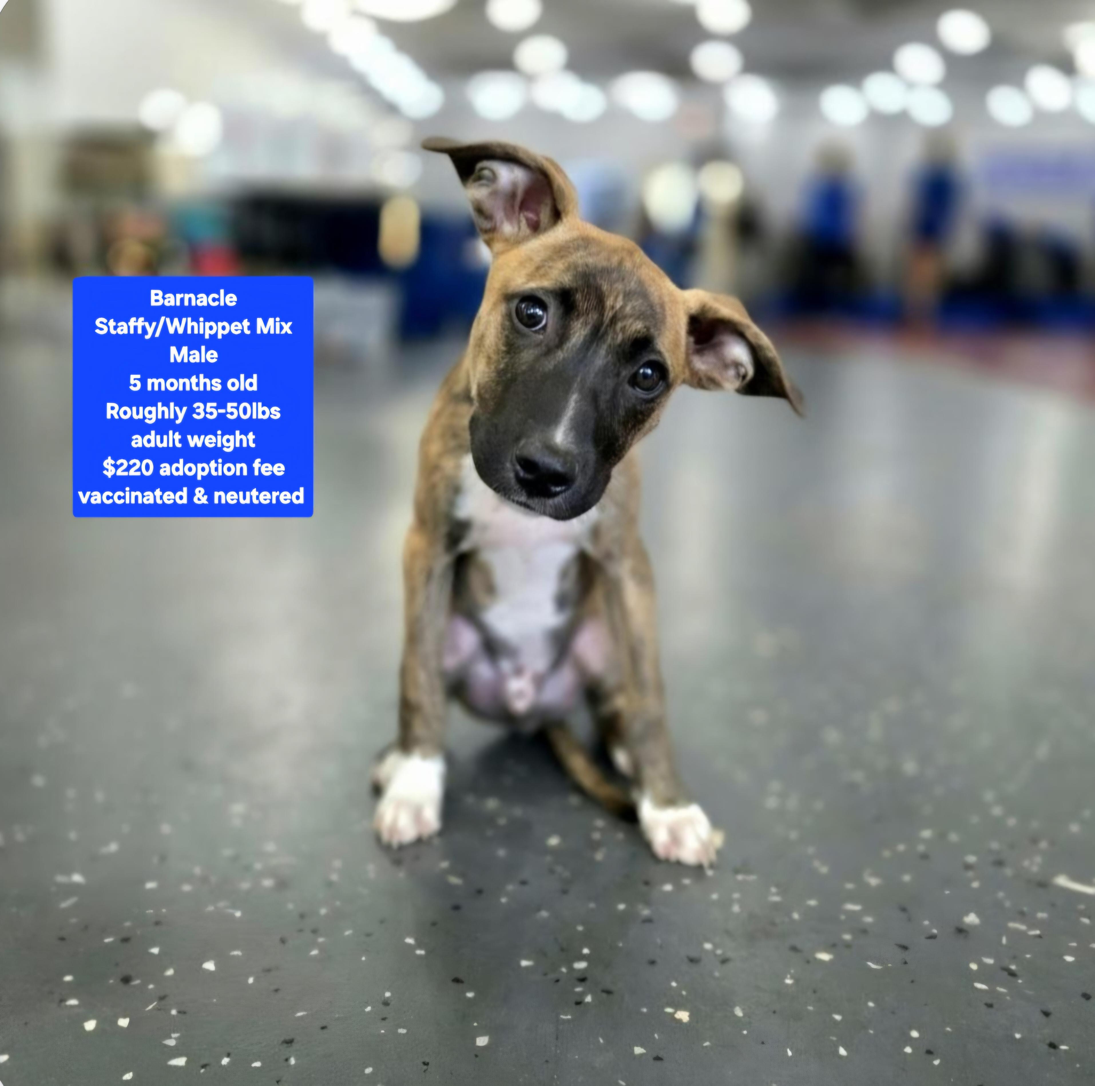 Barnacle, Adoptable, Puppy Male Staffordshire Bull Terrier.