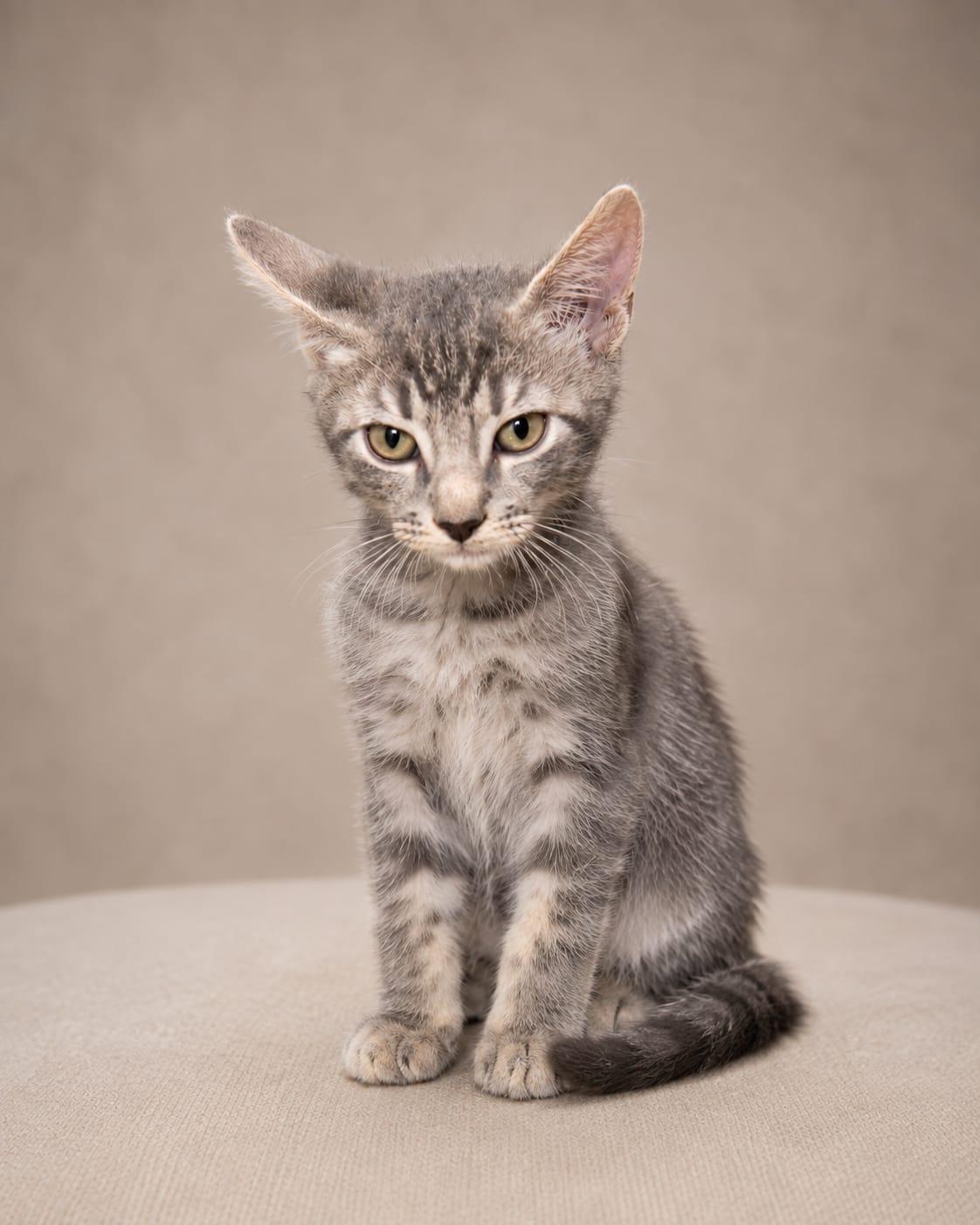Gilberto, Adoptable, Young Male Tabby.