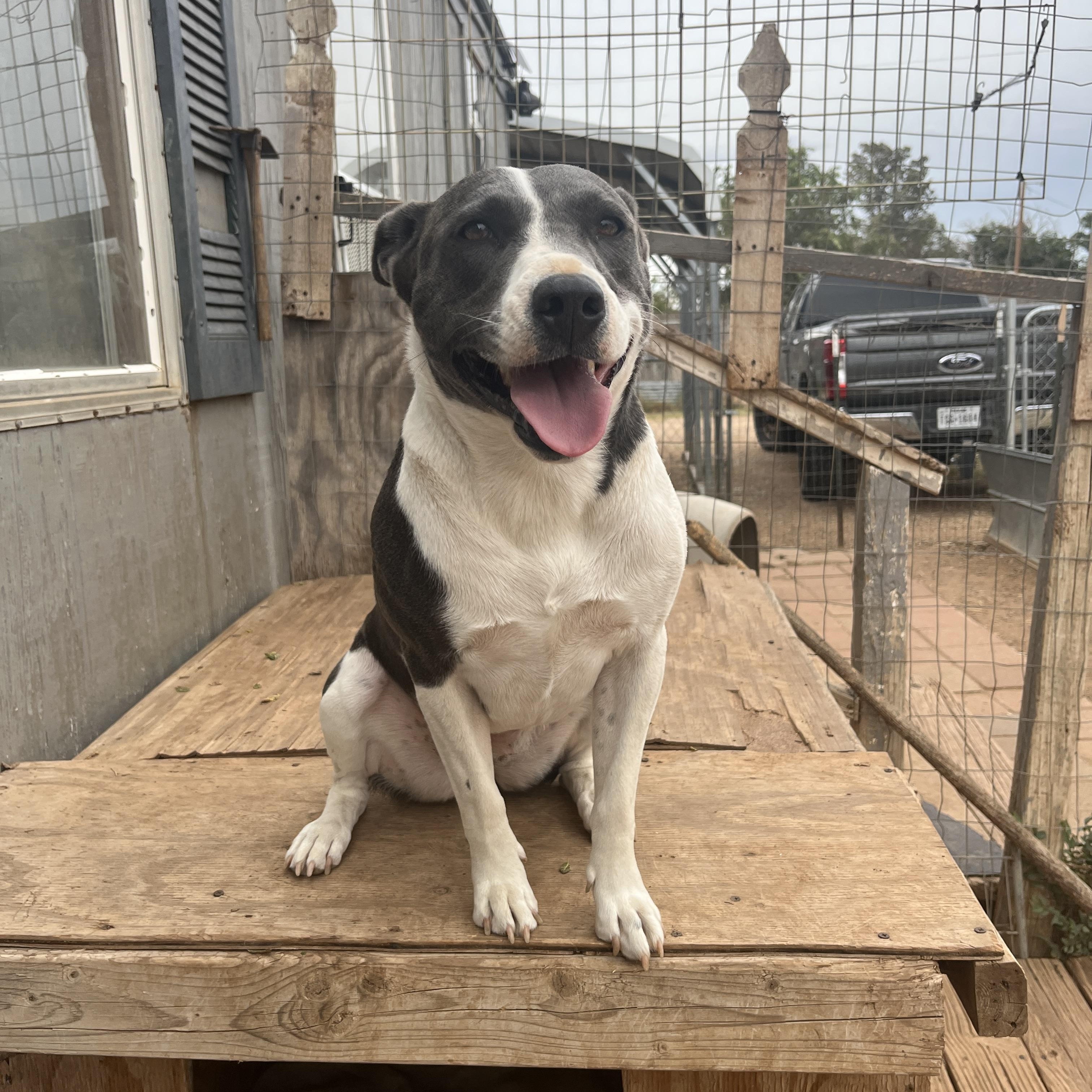 Chulita, a Adoptable mixed breed in Levelland, TX image 4/5