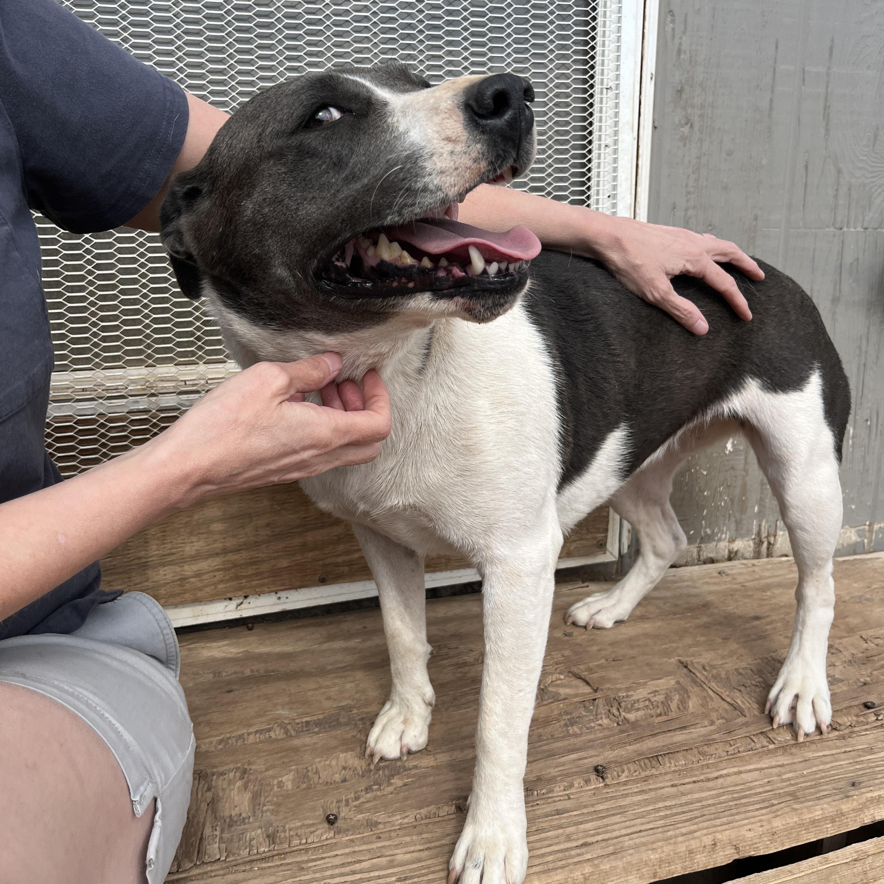 Chulita, Adoptable, Adult Female American Staffordshire Terrier.