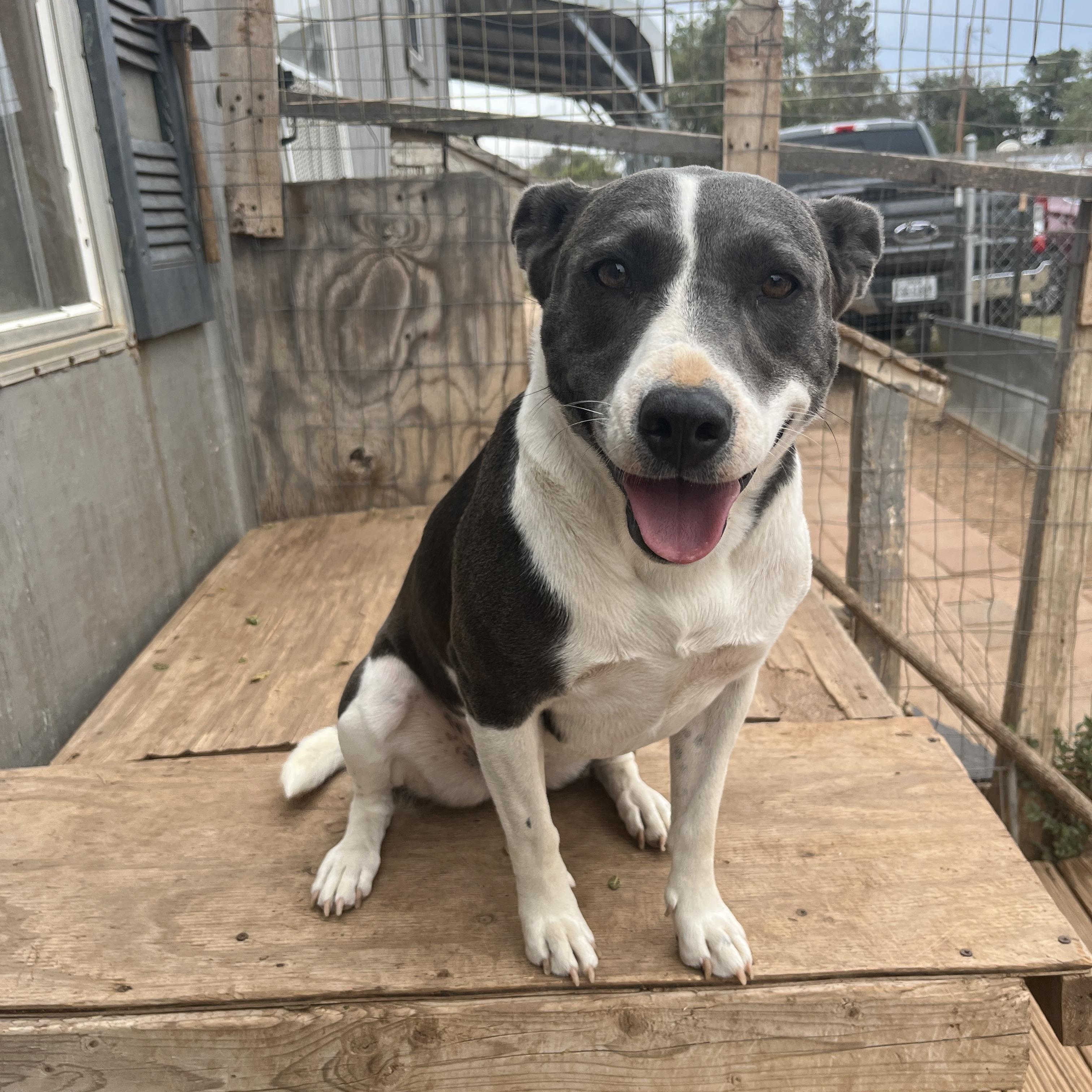 Chulita, a Adoptable mixed breed in Levelland, TX image 1/5