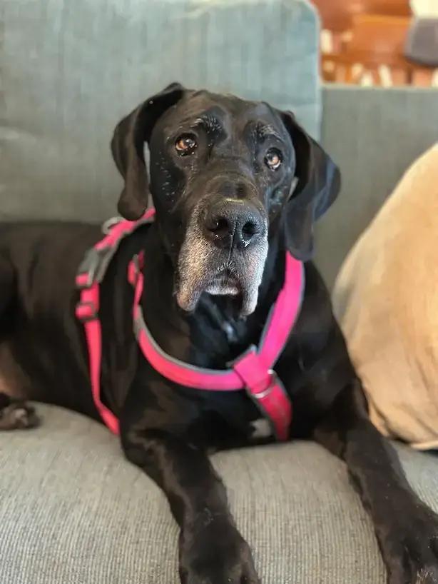 Paprika, Adoptable, Senior Female Great Dane.
