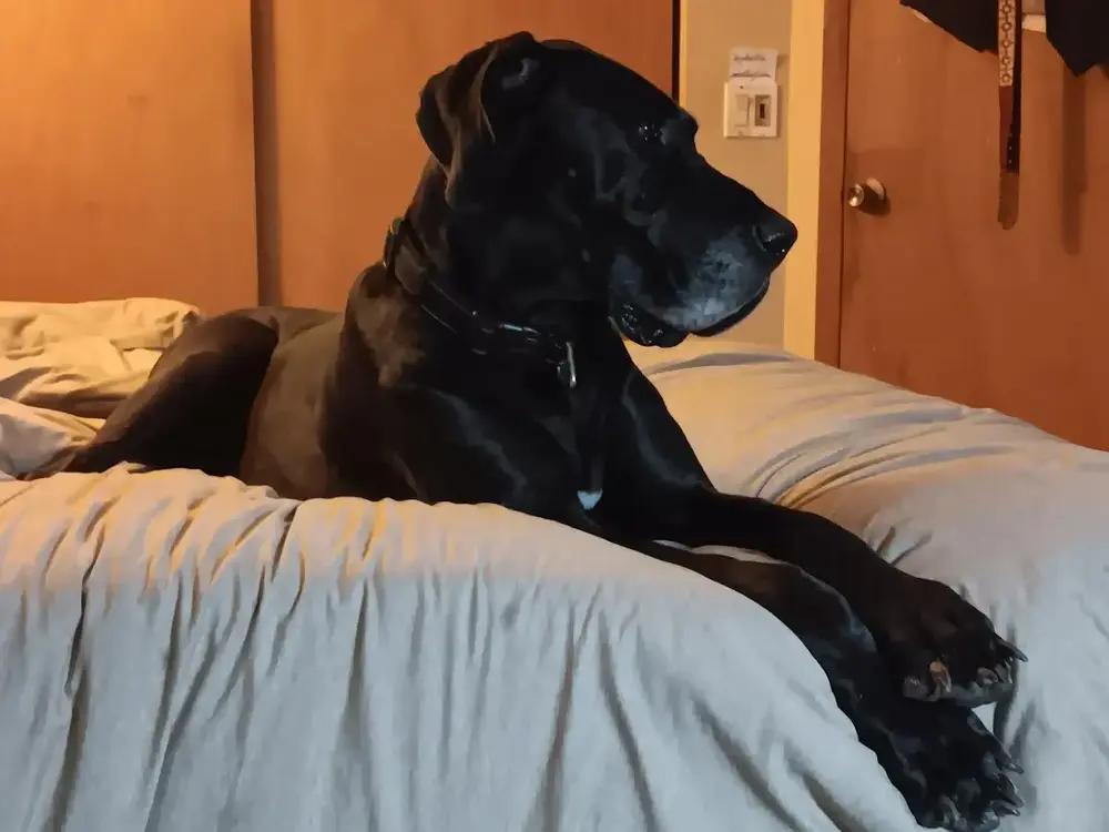 Enlarge Paprika, a Adoptable Great Dane in Oswego, IL image 2/5