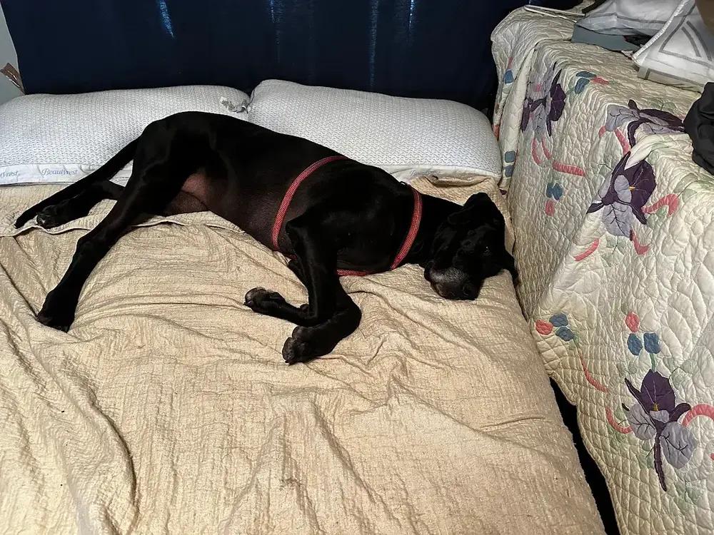 Enlarge Paprika, a Adoptable Great Dane in Oswego, IL image 3/5