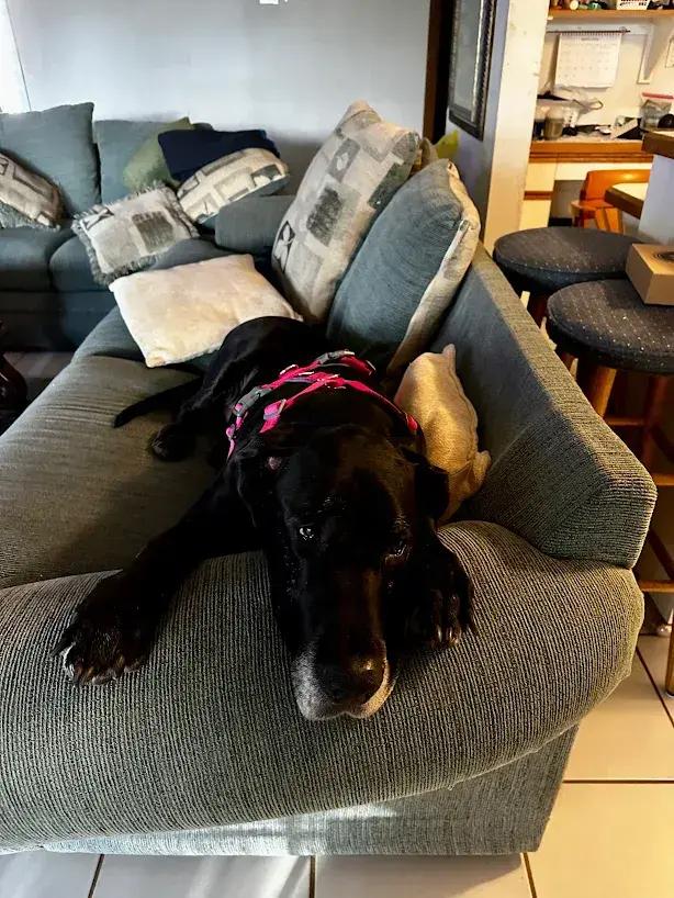 Enlarge Paprika, a Adoptable Great Dane in Oswego, IL image 4/5