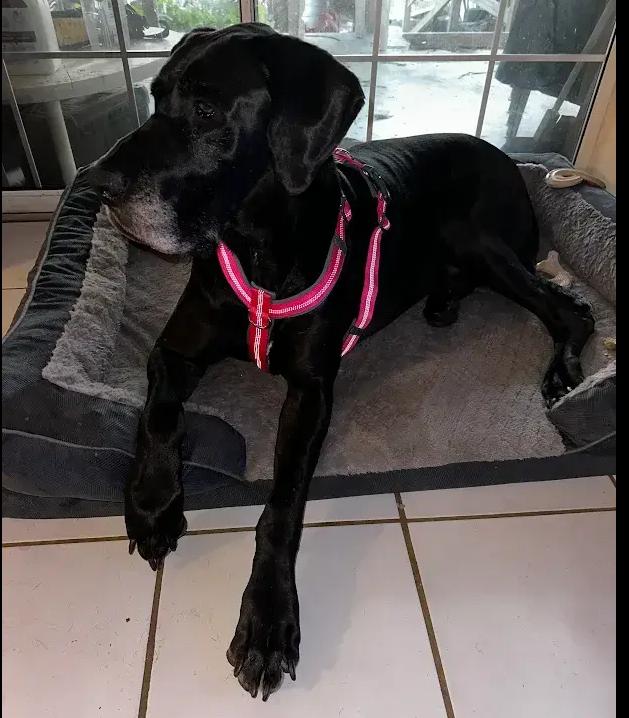 Enlarge Paprika, a Adoptable Great Dane in Oswego, IL image 5/5