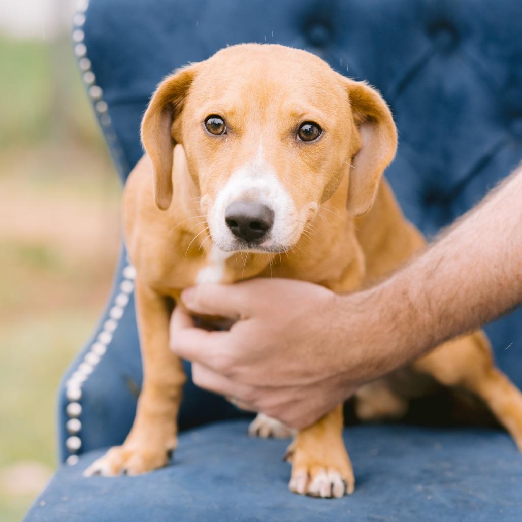 Enlarge Yingo, a Adoptable mixed breed in Zionsville, IN image 1/1