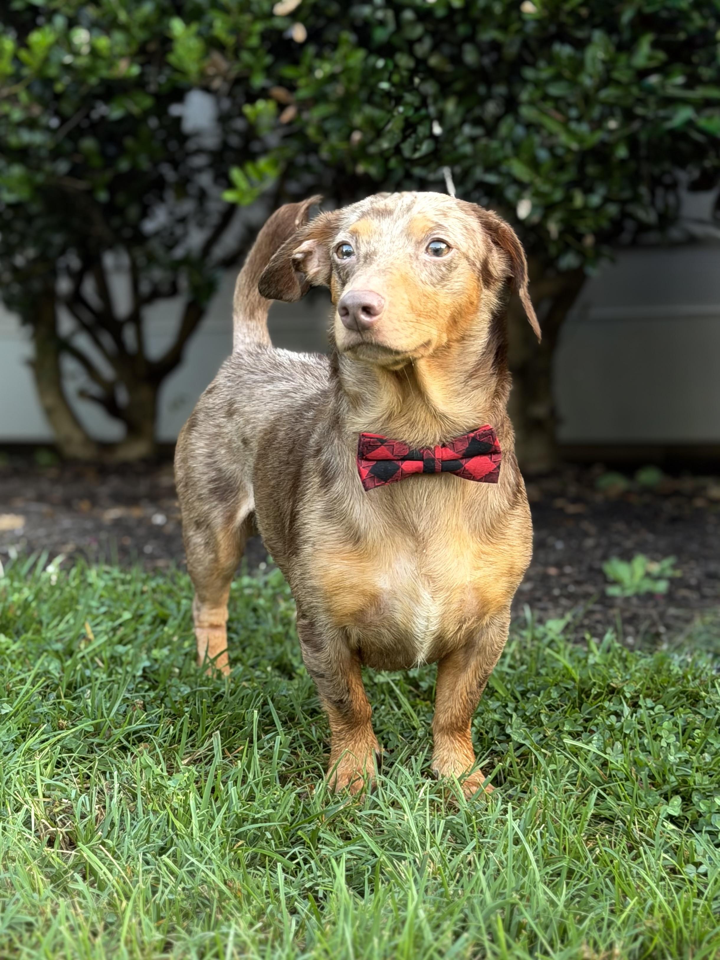 Ranger, an adopted Dachshund in Maryville, TN image 2/2