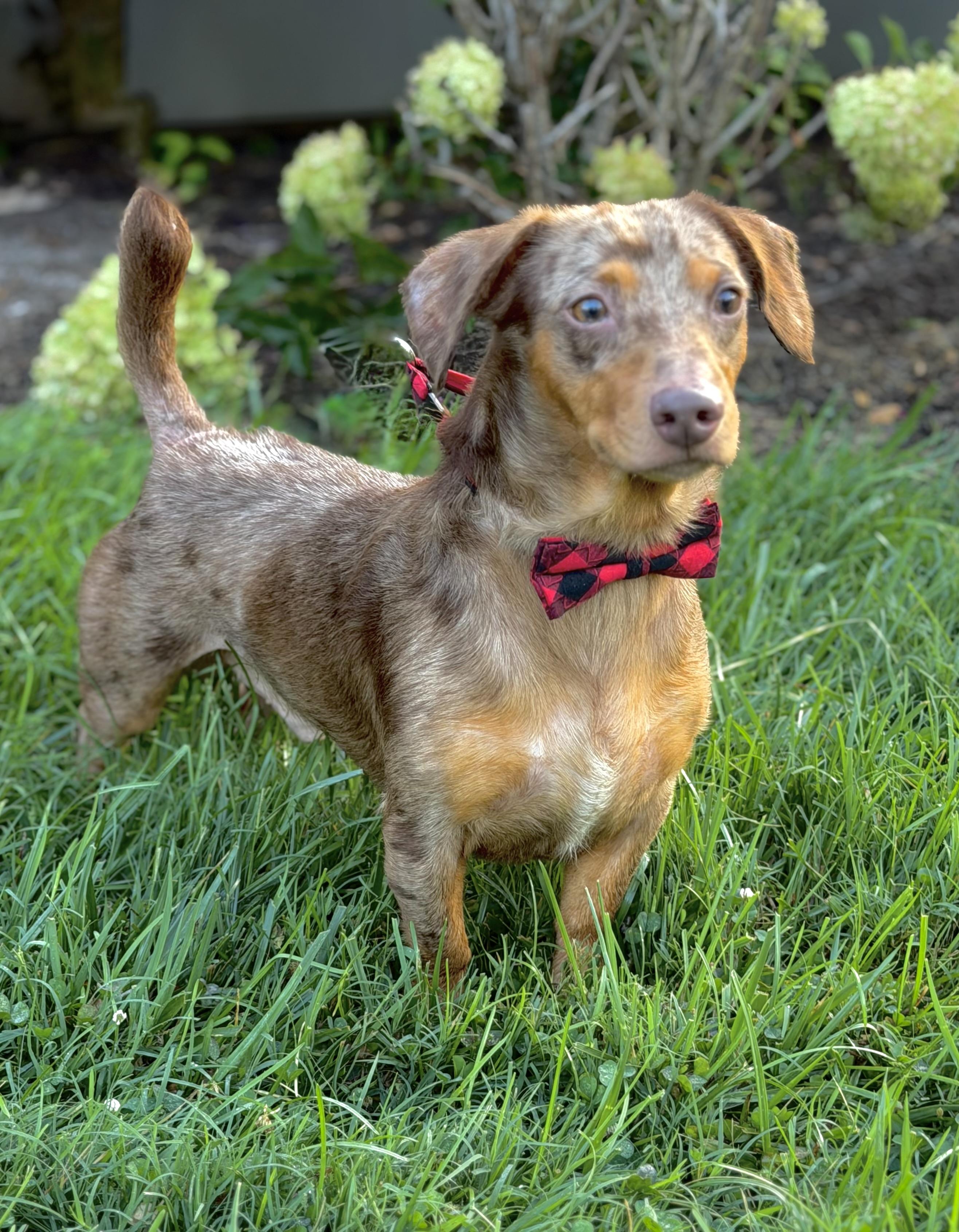 Ranger, adopted, Adult Male Dachshund.