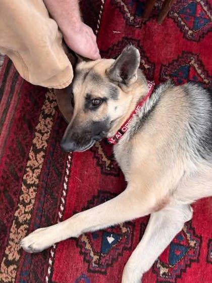 Rex (Underdog in Foster), Adoptable, Adult Male German Shepherd Dog & Mixed Breed.