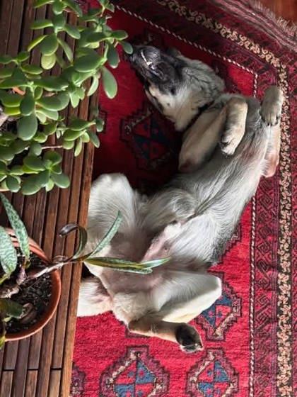 Rex (Underdog in Foster), a Adoptable mixed breed in New Orleans, LA image 2/3