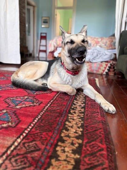 Rex (Underdog in Foster), a Adoptable mixed breed in New Orleans, LA image 3/3