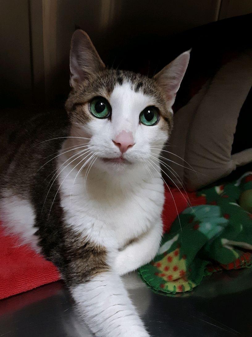 Tommy Cat, an adoptable Domestic Short Hair in Pueblo, CO, 81001 | Photo Image 1