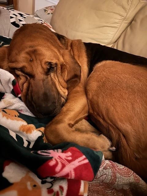 Enlarge Norman, a ADOPTABLE Bloodhound in Dallas, TX image 4/6