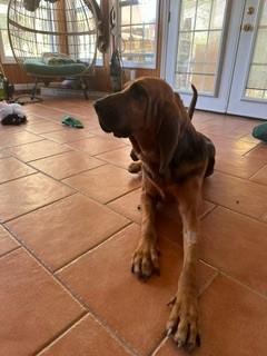 Enlarge Norman, a ADOPTABLE Bloodhound in Dallas, TX image 6/6