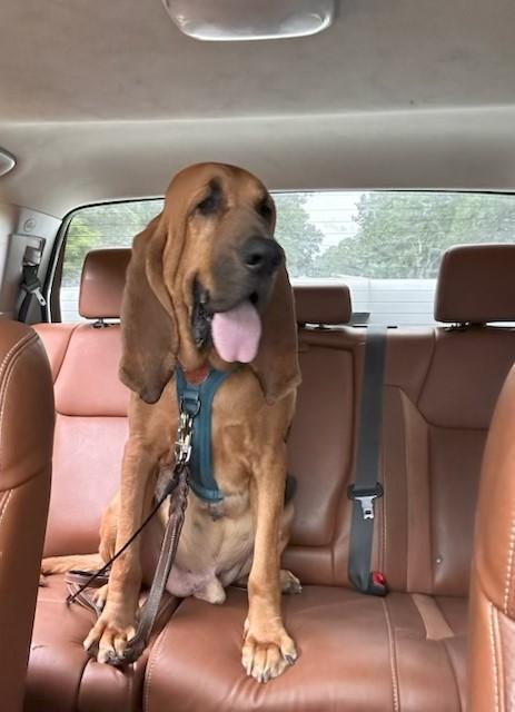 Enlarge Norman, a ADOPTABLE Bloodhound in Dallas, TX image 1/6