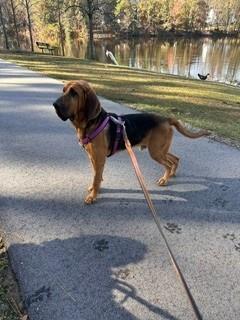 Enlarge Norman, a ADOPTABLE Bloodhound in Dallas, TX image 2/6