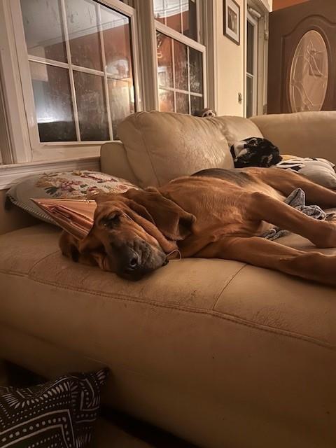 Enlarge Norman, a ADOPTABLE Bloodhound in Dallas, TX image 5/6