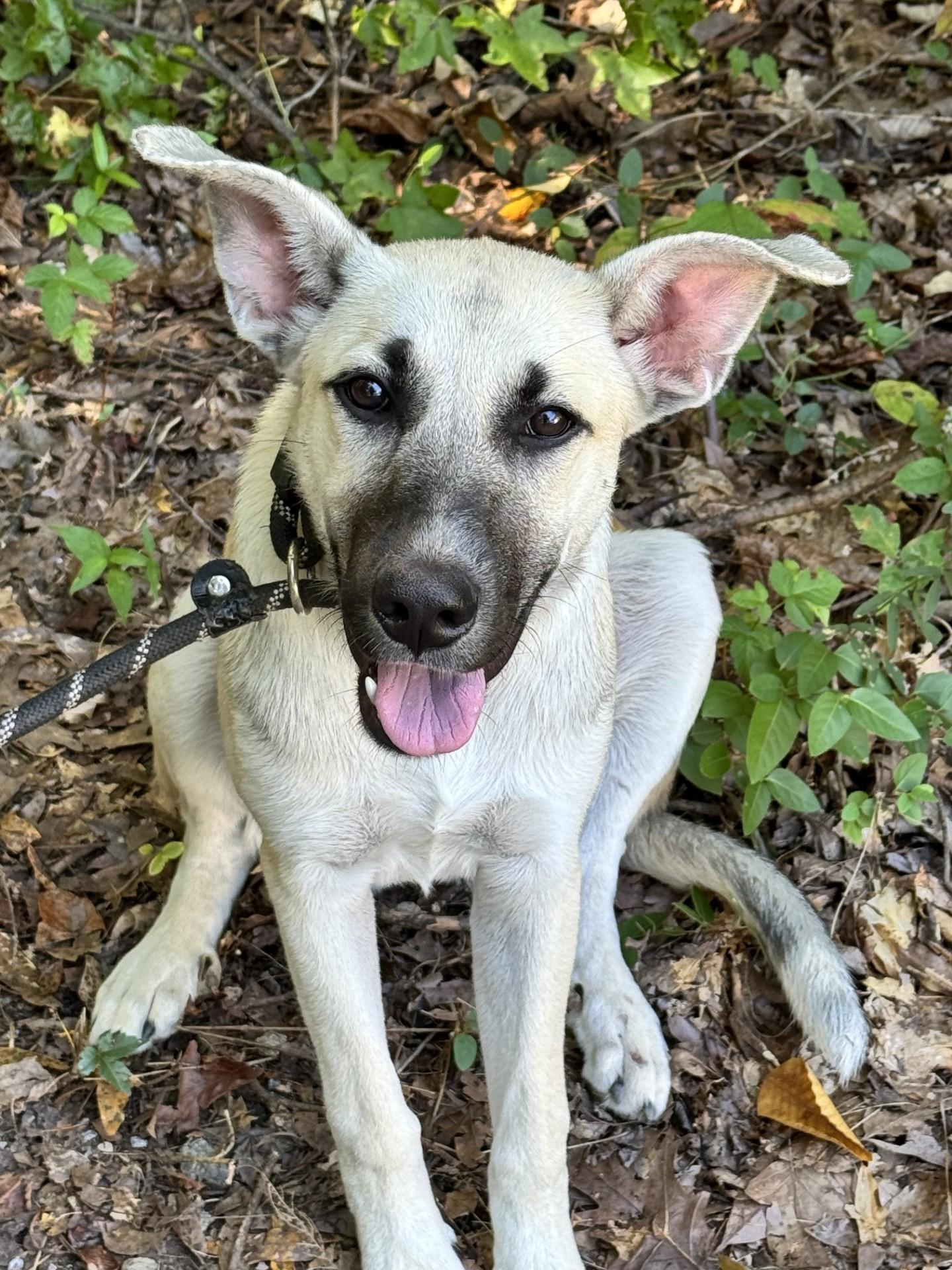 Enlarge Windsor, a Adoptable mixed breed in Midlothian, VA image 5/6
