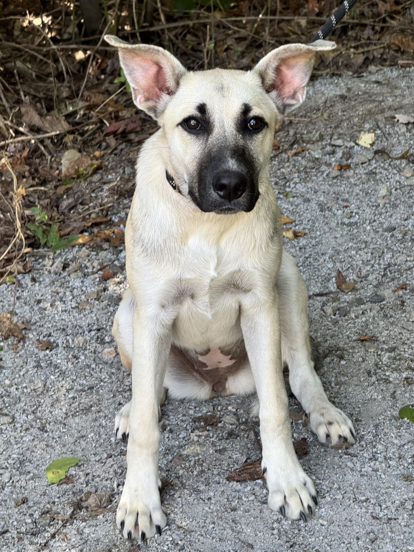 Enlarge Windsor, a Adoptable mixed breed in Midlothian, VA image 6/6