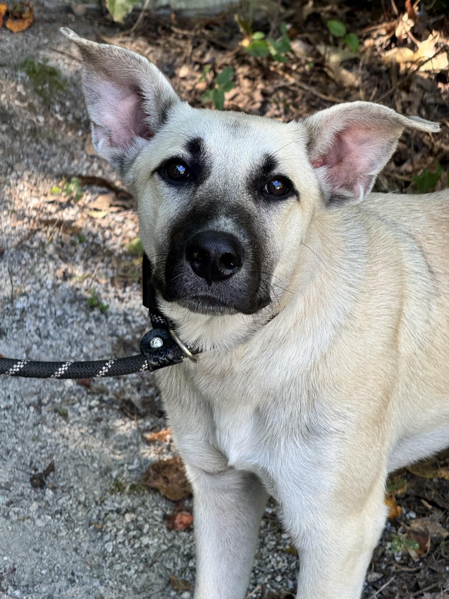 Enlarge Windsor, a Adoptable mixed breed in Midlothian, VA image 3/6