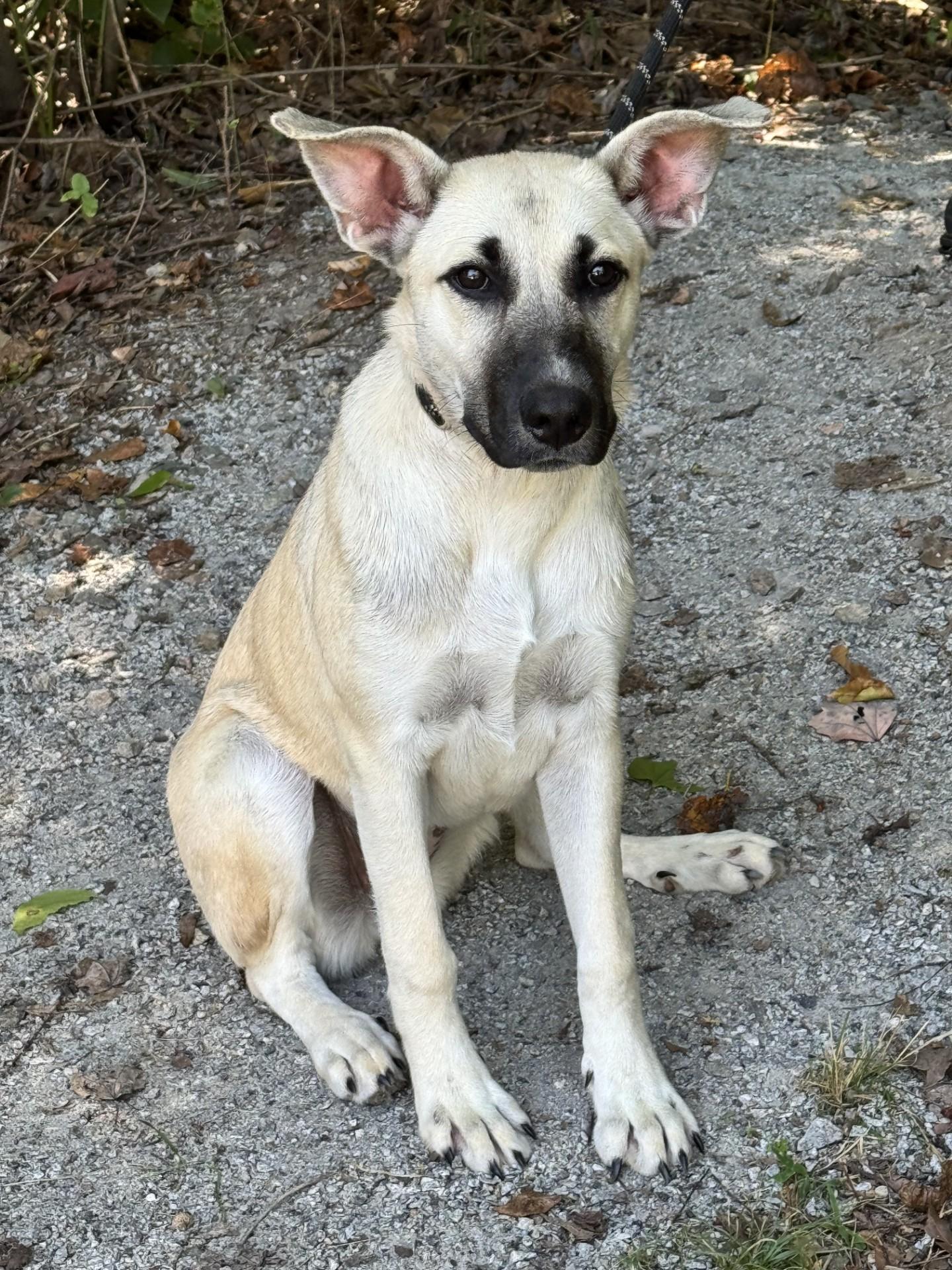 Enlarge Windsor, a Adoptable mixed breed in Midlothian, VA image 2/6