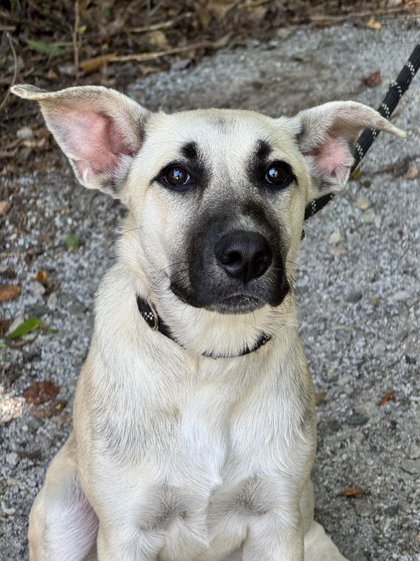 Windsor, Adoptable, Young Female Shepherd.