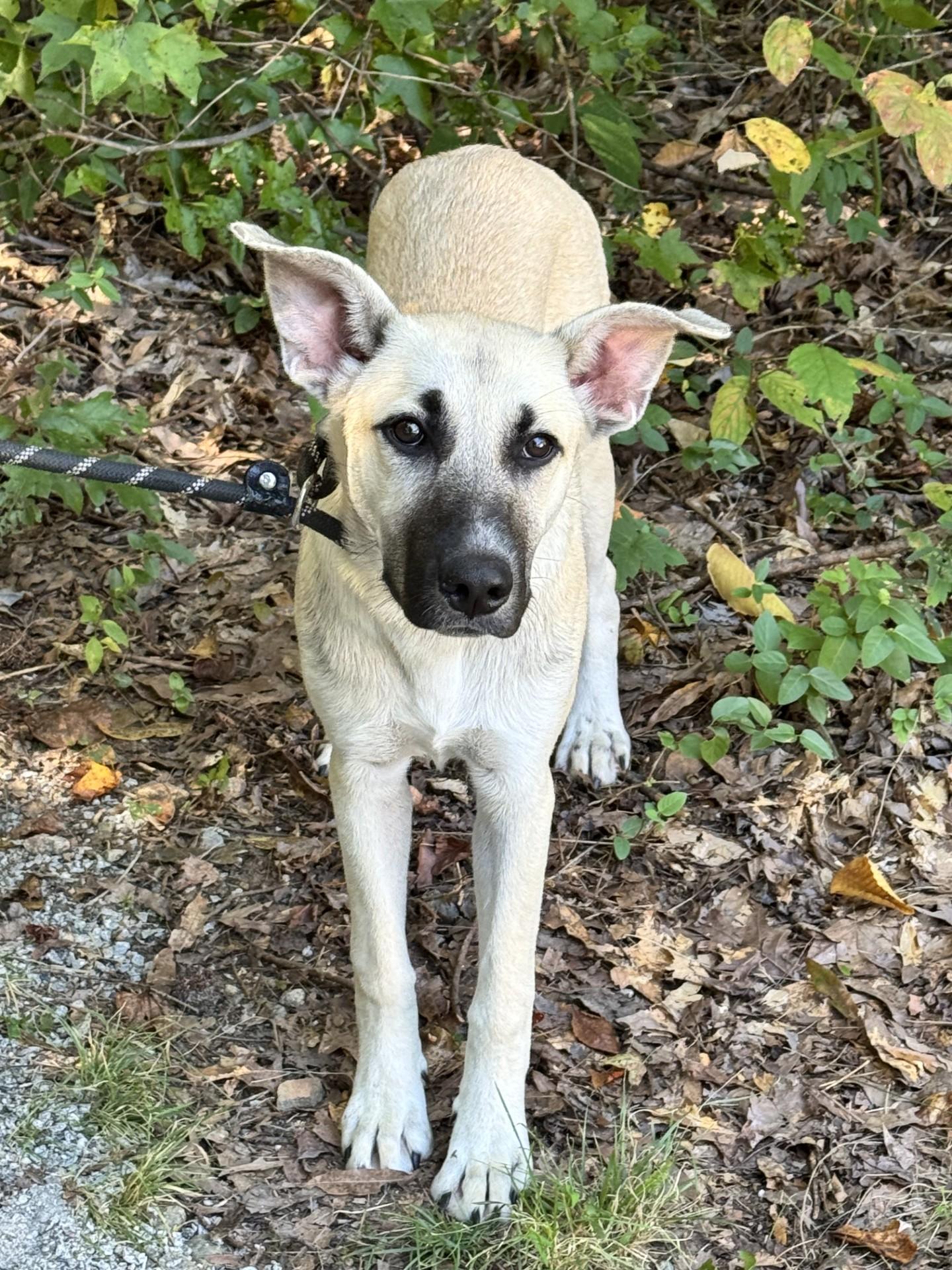 Enlarge Windsor, a Adoptable mixed breed in Midlothian, VA image 4/6