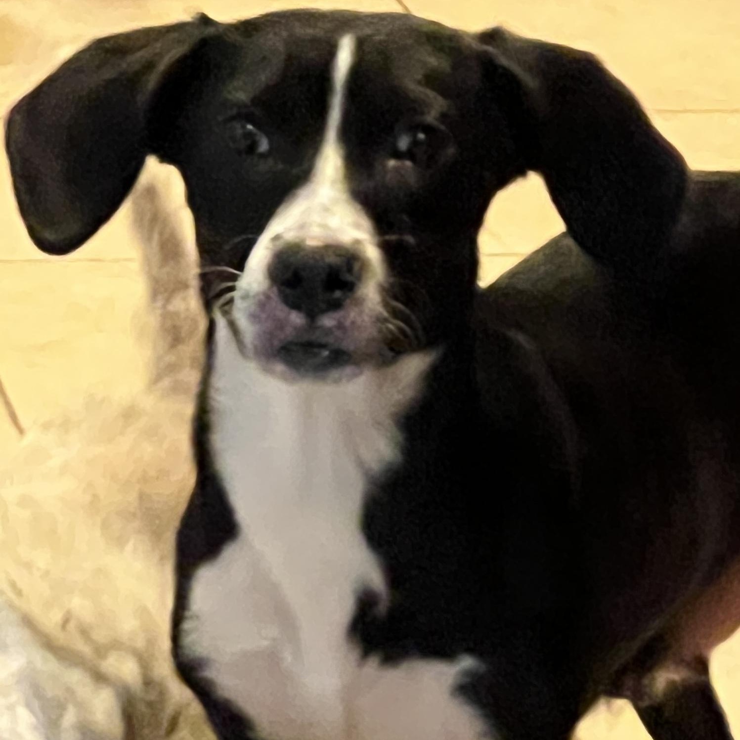 Enlarge Ms. Gorgeous Minnie, a Adoptable mixed breed in Vancouver, BC image 1/6